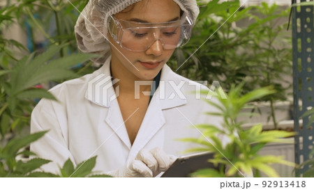 Scientist test cannabis product in curative indoor cannabis farm Scientist test cannabis product in curative indoor cannabis farm 92913418