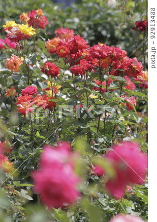 荒尾市　おもやい市民花壇　バラの花、 92913488