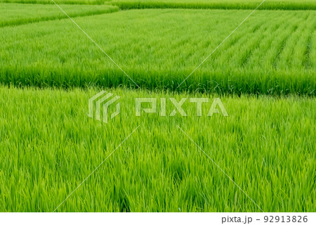 田　0035 92913826