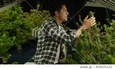 Marijuana farmer smoking rolled marijuana weed joint in curative marijuana farm Marijuana farmer smoking rolled marijuana weed joint in curative marijuana farm 92914122