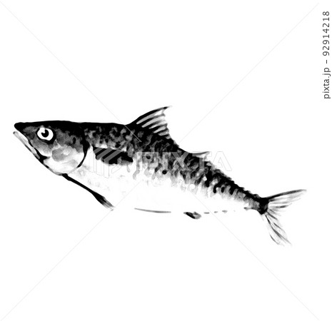 魚拓タッチの鯖一尾【水彩画】白バック 透過背景 PNG 92914218