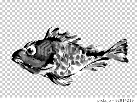 魚拓タッチのカサゴ モノトーン【手描き水彩画】白バック 透過背景 PNG 92914219