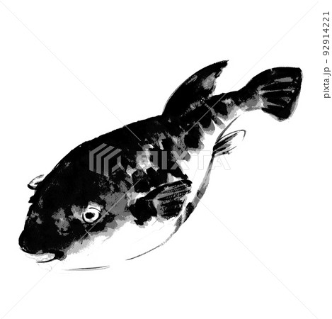 魚拓タッチのフグ モノトーン イラスト【手描き水彩画】白バック 透過背景 魚拓タッチのフグ モノトーン イラスト【手描き水彩画】白バック 透過背景 92914221