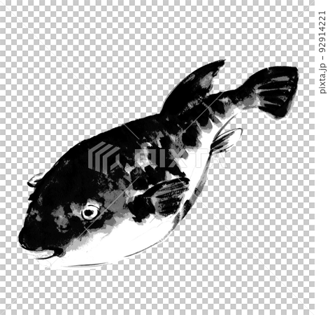 魚拓タッチのフグ モノトーン イラスト【手描き水彩画】白バック 透過背景 魚拓タッチのフグ モノトーン イラスト【手描き水彩画】白バック 透過背景 92914221