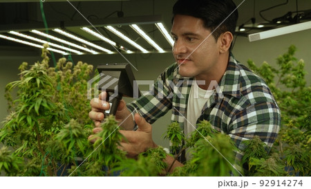 Cannabis farmer use microscope to analyze CBD in curative cannabis farm Cannabis farmer use microscope to analyze CBD in curative cannabis farm 92914274