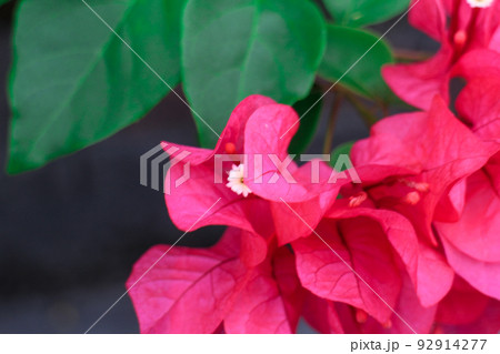 Colorful Flower In Bloom Background 92914277