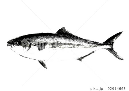 魚拓タッチのブリヒラ【水彩画】白バック 透過背景 92914663