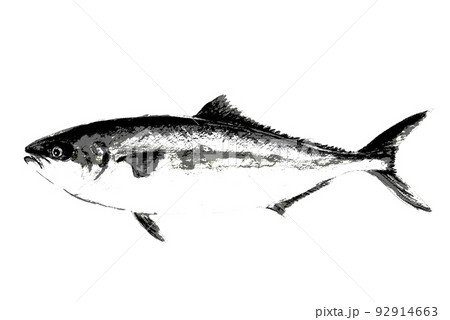魚拓タッチのブリヒラ【水彩画】白バック 透過背景 魚拓タッチのブリヒラ【水彩画】白バック 透過背景 92914663