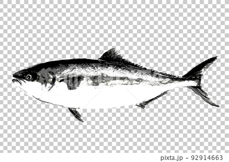 魚拓タッチのブリヒラ【水彩画】白バック 透過背景 92914663