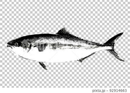 魚拓タッチのブリヒラ【水彩画】白バック 透過背景 魚拓タッチのブリヒラ【水彩画】白バック 透過背景 92914663