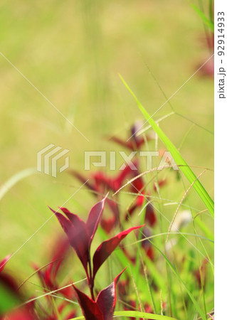 Colorful Flower In Bloom Background 92914933