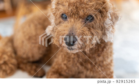 雨に濡れずぶ濡れのままで見つめる愛犬（トイプードル） 92915265