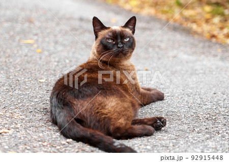 Siamese stray cat on an asphalt road in a city street. Dirty abandoned feral animal 92915448