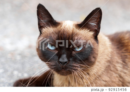 Siamese stray cat on an asphalt road in a city street. Close-up portrait. Sad hungry abandoned feral animal looking at camera Siamese stray cat on an asphalt road in a city street. Close-up portrait. Sad hungry abandoned feral animal looking at camera 92915456