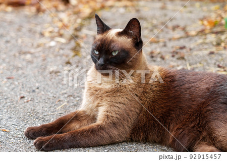 Siamese stray cat on an asphalt road in a city street. Sad hungry abandoned feral animal Siamese stray cat on an asphalt road in a city street. Sad hungry abandoned feral animal 92915457