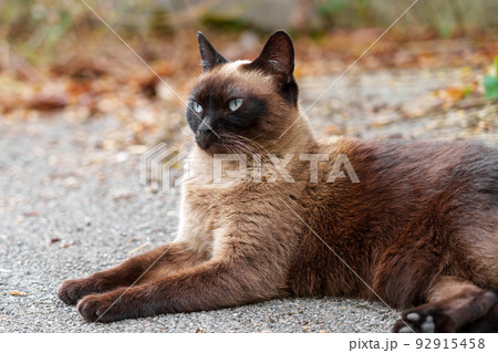 Siamese stray cat on an asphalt road. Sad hungry feral animal close up Siamese stray cat on an asphalt road. Sad hungry feral animal close up 92915458