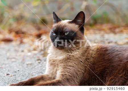 Siamese stray cat on an asphalt road in a city street. Dirty abandoned feral animal 92915460