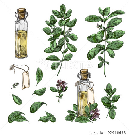 Marjoram plant and bottles of marjoram oil set vector illustrations isolated. Marjoram plant and bottles of marjoram oil set vector illustrations isolated. 92916638