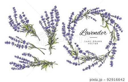 Lavender set with flower wreath and bouquets, vector illustration isolated. Lavender set with flower wreath and bouquets, vector illustration isolated. 92916642