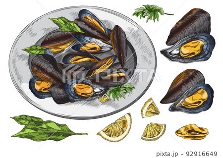 Mussels delicious restaurant meal hand drawn sketch vector illustration isolated. Mussels delicious restaurant meal hand drawn sketch vector illustration isolated. 92916649