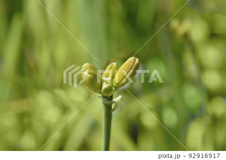 Daylily Elaine Strutt 92916917