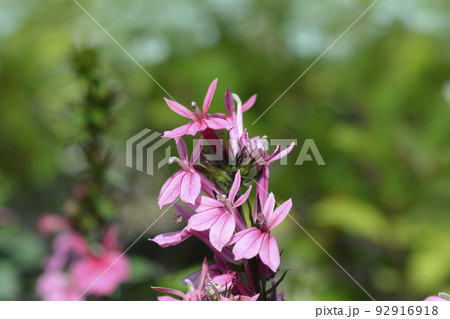 Lobelia 92916918