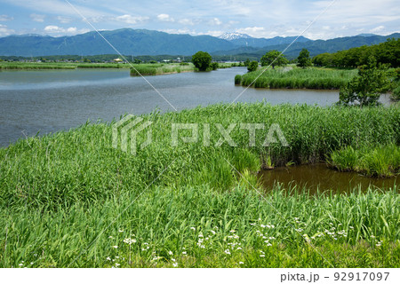初夏の福島潟風景 92917097