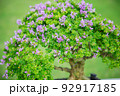 Mini bonsai tree in the flowerpot on bonsai stand a natural background 92917185