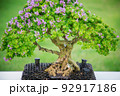 Mini bonsai tree in the flowerpot on bonsai stand a natural background 92917186