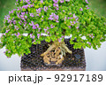 Mini bonsai tree in the flowerpot on bonsai stand a natural background 92917189