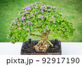 Mini bonsai tree in the flowerpot on bonsai stand a natural background 92917190
