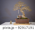 Mini bonsai tree in the flowerpot on bonsai stand a natural background 92917191