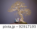 Mini bonsai tree in the flowerpot on bonsai stand a natural background 92917193
