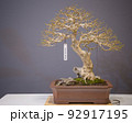 Mini bonsai tree in the flowerpot on bonsai stand a natural background 92917195