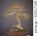 Mini bonsai tree in the flowerpot on bonsai stand a natural background 92917196