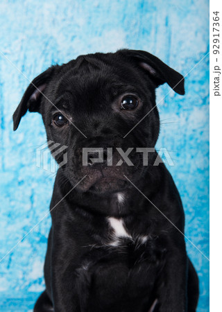 Black male American Staffordshire Bull Terrier dog puppy on blue background 92917364