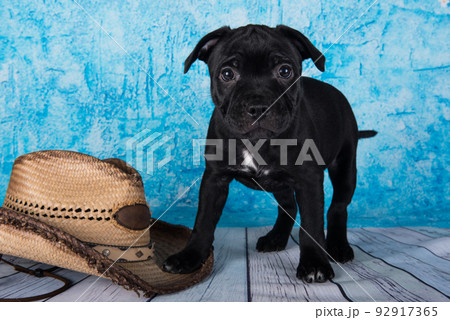 Black male American Staffordshire Bull Terrier dog puppy with hat on blue background 92917365