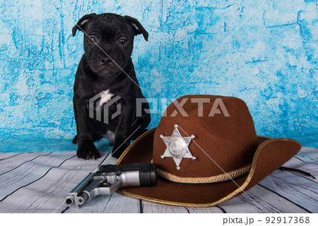 Black male American Staffordshire Bull Terrier dog puppy with pistol and hat on blue background 92917368