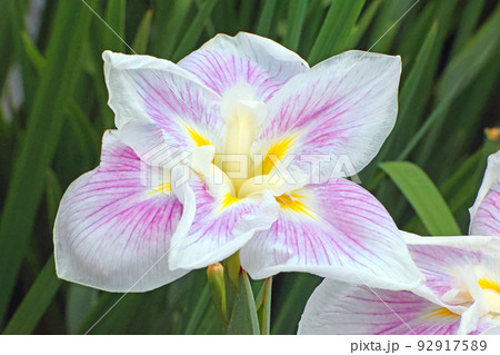 花菖蒲 花菖蒲 92917589