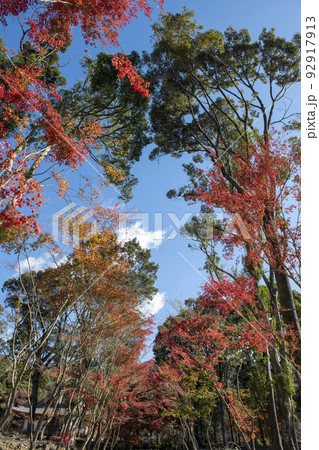 紅葉の醍醐寺 92917913