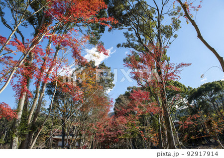 紅葉の醍醐寺 92917914