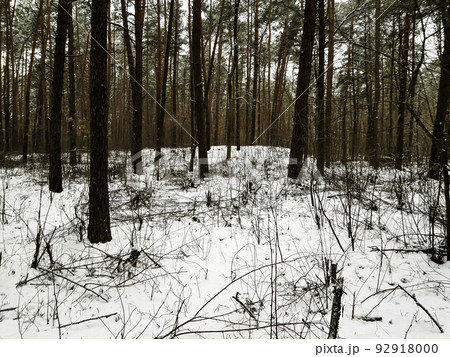 Winter in Kampinos National Park - Poland 92918000