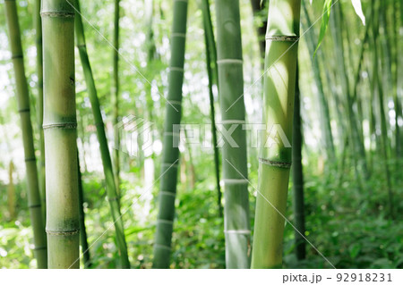 竹林圖 26万竹林免版税图片、库存照片和图像| Shutterstock
