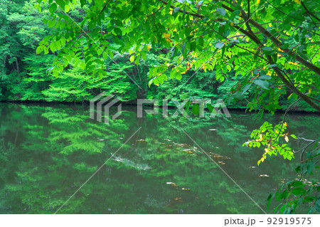 【国指定天然記念物】鯉ヶ窪湿原　鯉ヶ窪池の水面と森2　岡山県新見市 92919575