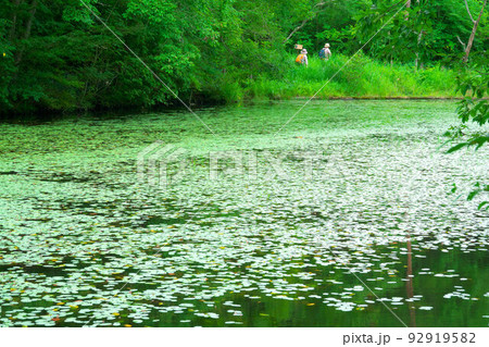 【国指定天然記念物】鯉ヶ窪湿原 鯉ヶ窪池に群生するジュンサイ3 岡山県新見市 【国指定天然記念物】鯉ヶ窪湿原 鯉ヶ窪池に群生するジュンサイ3 岡山県新見市 92919582