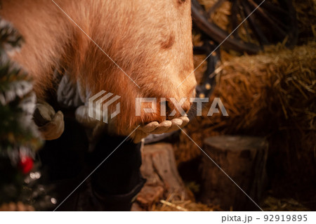 Christmas decorations on the stables. A beautiful pony with a wreath around his neck. Christmas tree with balloons, photo zone for The New Year. Pony eats from hands 92919895