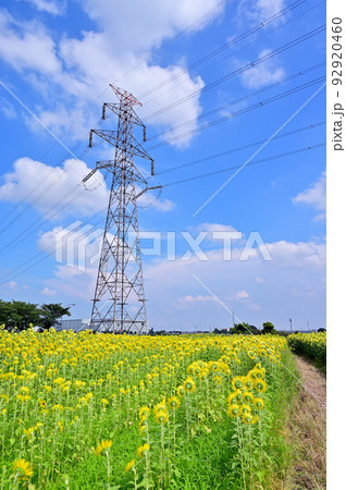 柴山沼に隣接するひまわり畑 埼玉県白岡市 柴山沼 柴山沼に隣接するひまわり畑 埼玉県白岡市 柴山沼 92920460