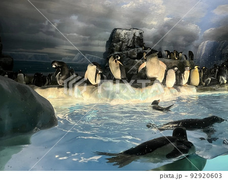 ペンギン ペンギン 92920603