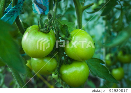 A bunch of green tomatoes hanging on the bush 92920817