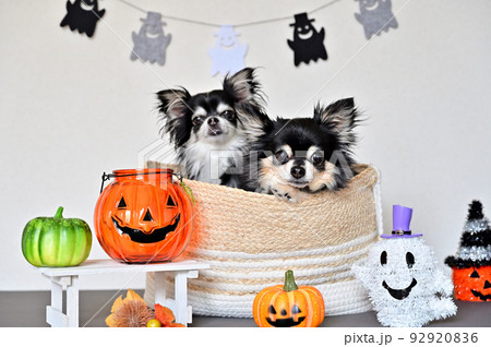 2匹のチワワのハロウィンパーティー 2匹のチワワのハロウィンパーティー 92920836